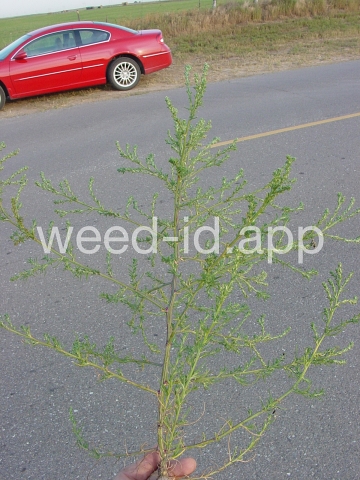 thistle, Russian